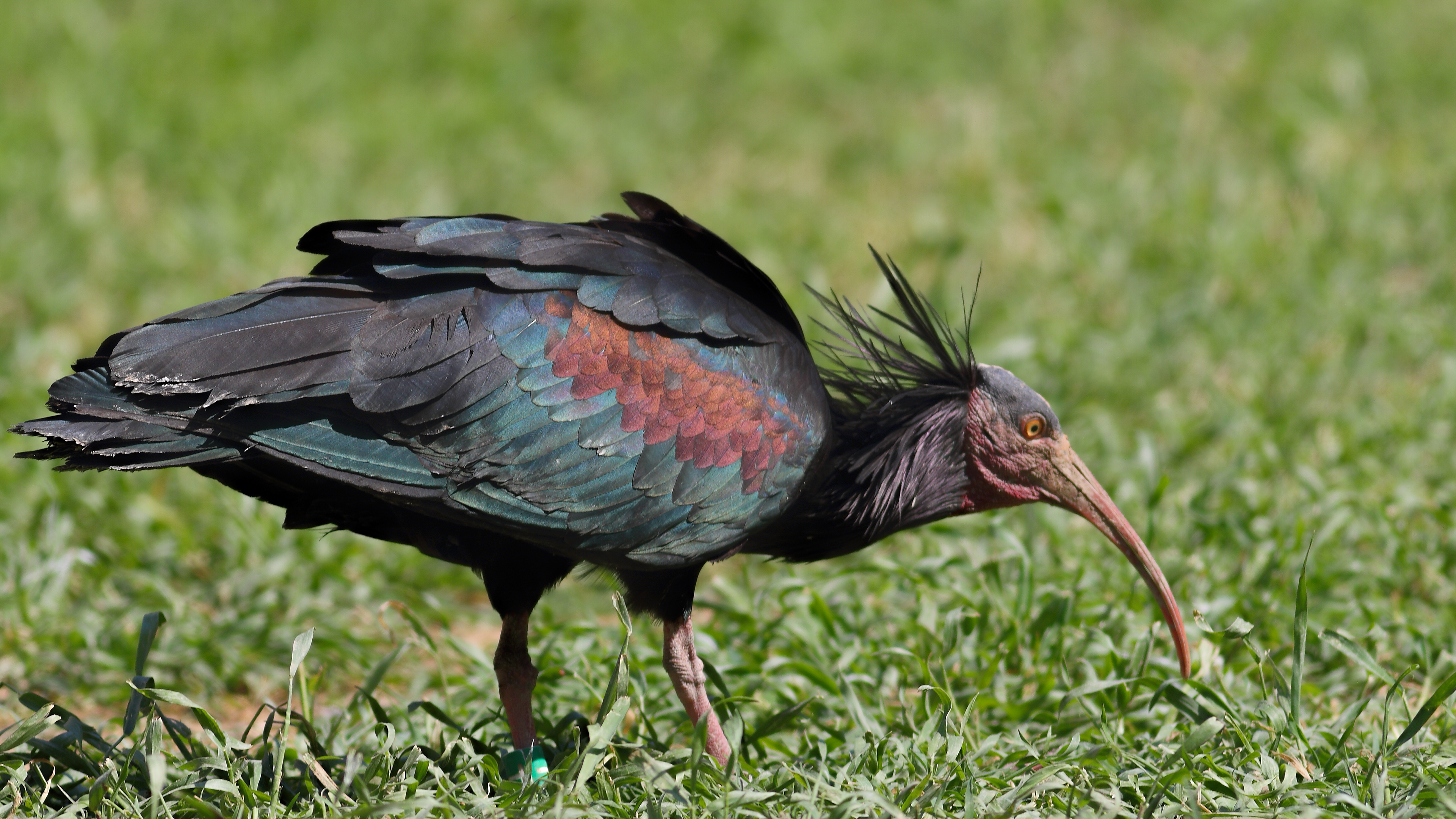 Northern Bald Ibis